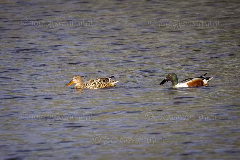 2021 04 24 Bommelerwaard